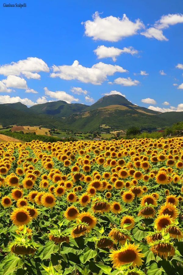 Le Marche Beach and Culture tour